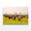 Buffalos Grazing In a Field  Print 100% Australian Made 75 x 50cm  (Stretched)
