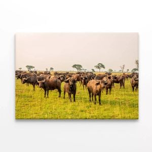 Buffalos Grazing In a Field  Print 100% Australian Made 75 x 50cm  (Stretched)