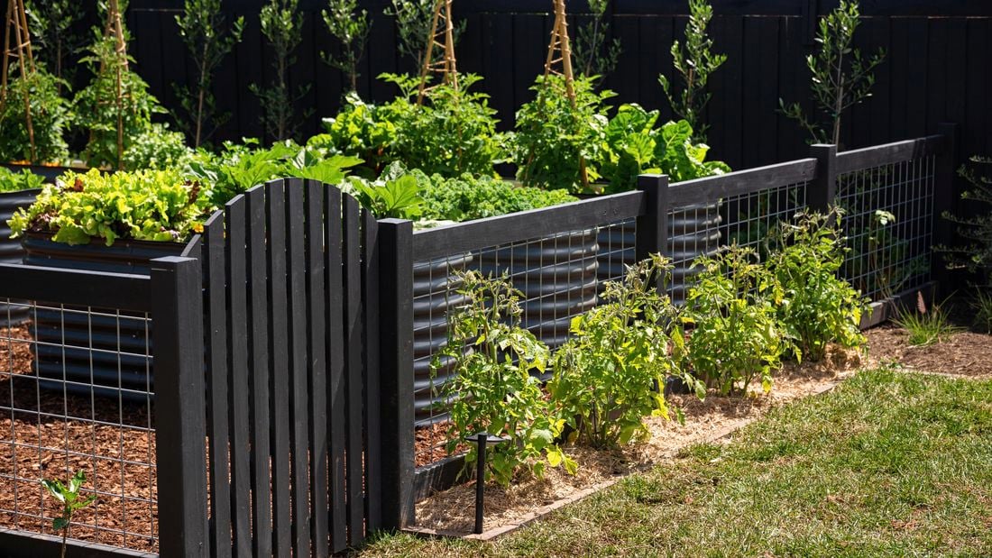 A backyard with a vegie garden in it