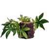 Reptile One Sativa On Resin Log (46784)