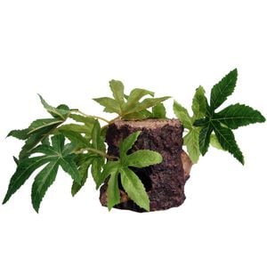 Reptile One Sativa On Resin Log (46784)