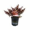 170 mm Coprosma Scarlett O'hara