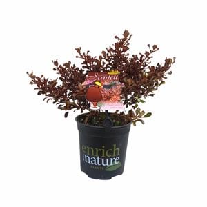 170 mm Coprosma Scarlett O'hara