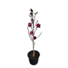 30L Magnolia Cleopatra - Magnolia soulangeana