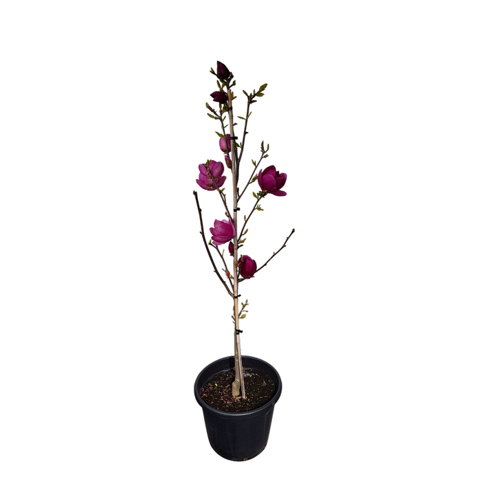30L Magnolia Cleopatra - Magnolia soulangeana