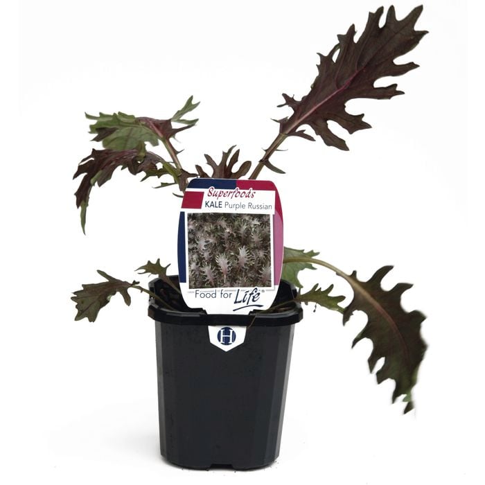 95mm Kale Purple Russian - Brassica napus hybrid - Super Foods