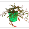250mm Grevillea Aussie Crawl