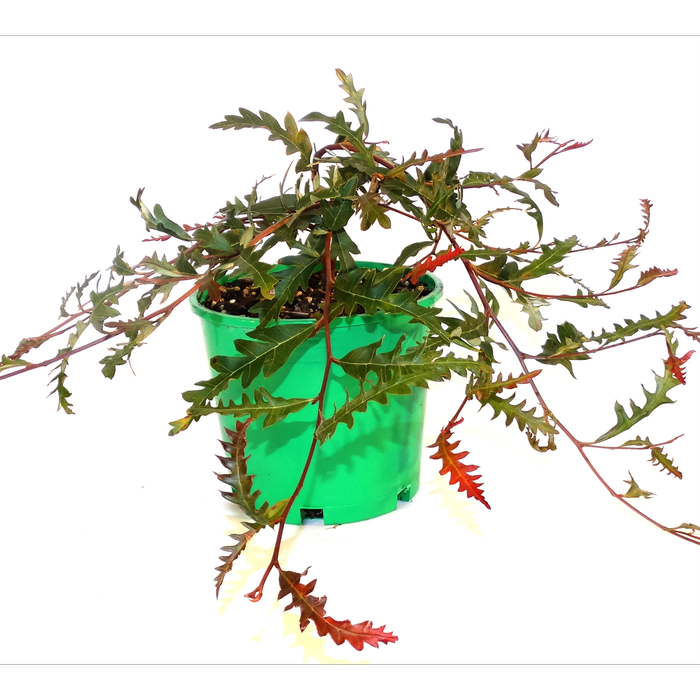250mm Grevillea Aussie Crawl