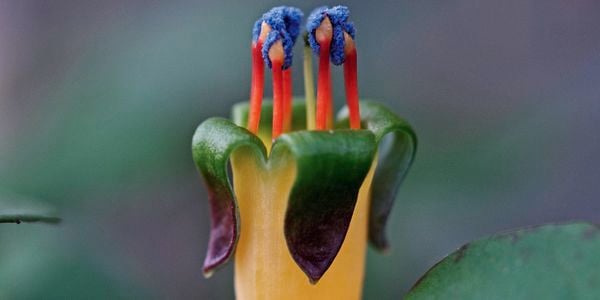Close up of a creeping fuchsia with a yellow‑orange tubular flower, green curved sepals, and red and blue stamens.