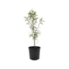2.5L Kowhai - Sophora tetraptera