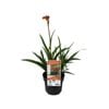 140mm Bush Flare Kangaroo Paw - Anigozanthos x hybrid PBR