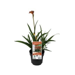 140mm Bush Flare Kangaroo Paw - Anigozanthos x hybrid PBR