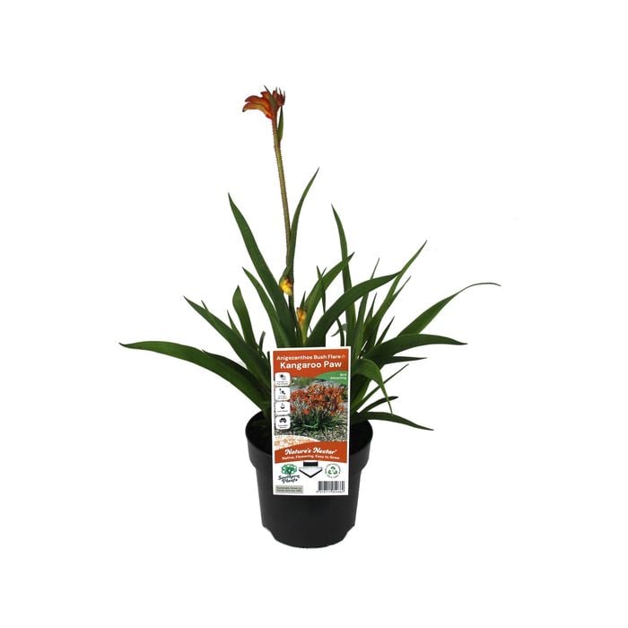 140mm Bush Flare Kangaroo Paw - Anigozanthos x hybrid PBR