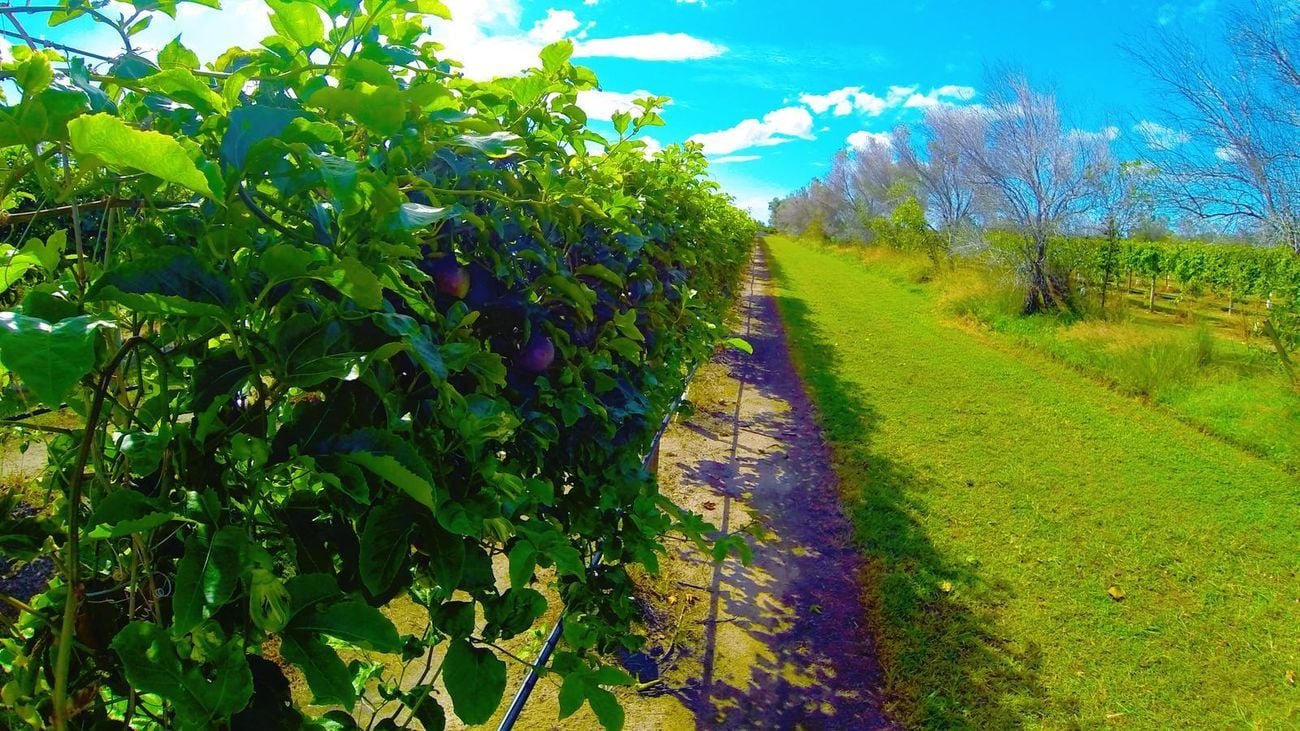 Passion fruit on vines.