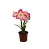 15cm Pink Hippeastrum - Amaryliss