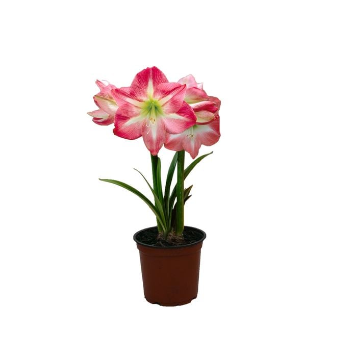 15cm Pink Hippeastrum - Amaryliss