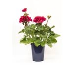 Geraniums