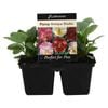 4 Cell Pansy Antique Shades - Viola x wittrockiana
