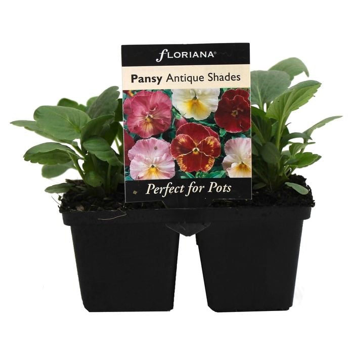 4 Cell Pansy Antique Shades - Viola x wittrockiana