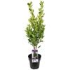 180mm Hills Fig - Ficus microcarpa hillii 'Flash'