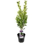 180mm Hills Fig - Ficus microcarpa hillii 'Flash'