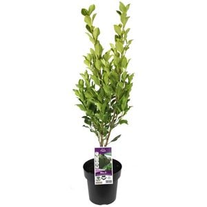 180mm Hills Fig - Ficus microcarpa hillii 'Flash'
