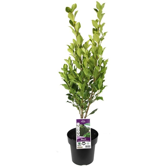 180mm Hills Fig - Ficus microcarpa hillii 'Flash'