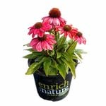 150mm Coneflower - Echinacea
