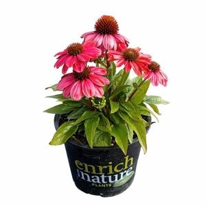 150mm Coneflower - Echinacea