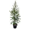 8.5L Syzygium Resilience
