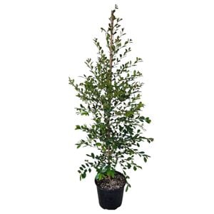 8.5L Syzygium Resilience