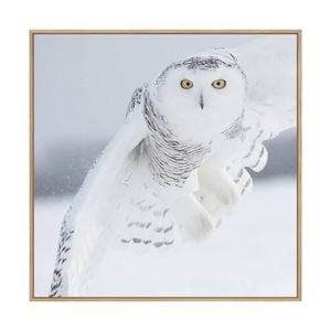 Artey | Owl in Flight I - Framed Canvas - Natural Frame - 140 x 140cm