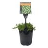 Plants for Ponds - 125mm Water Hyssop