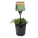 Plants for Ponds - 125mm Water Hyssop
