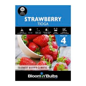 Bloomin' Bulbs Strawberry Tioga- 4 Pack