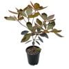 3.3L Vireya Pink Jazz - Rhododendron vireya