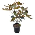 3.3L Vireya Pink Jazz - Rhododendron vireya