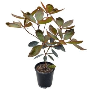 3.3L Vireya Pink Jazz - Rhododendron vireya