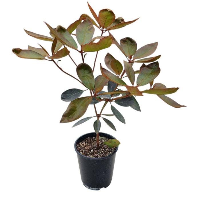 3.3L Vireya Pink Jazz - Rhododendron vireya
