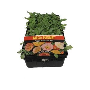 Punnet Poppy Pinocchio - Papaver nudicaule
