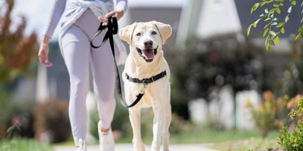 PetSafe- Side by side 1- Brand page