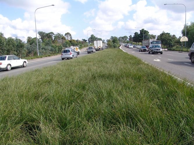 Tanika® Lomandra - Commercial Planting