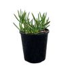 140mm Mesembryanthemum Orange