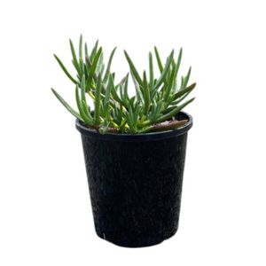 140mm Mesembryanthemum Orange