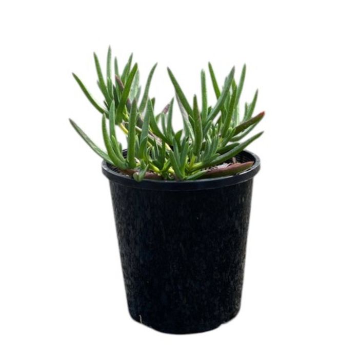 140mm Mesembryanthemum Orange