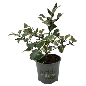 120mm Mistletoe Fig - Ficus deltoidea Variegata