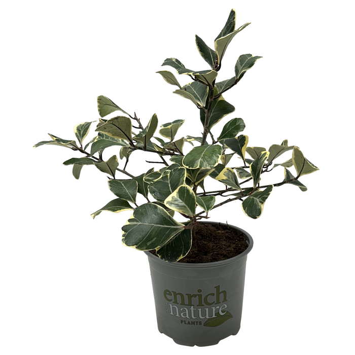 120mm Mistletoe Fig - Ficus deltoidea Variegata