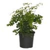 120mm Maidenhair Fern - Adiantum fragrans