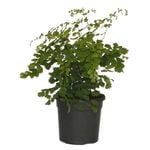120mm Maidenhair Fern - Adiantum fragrans