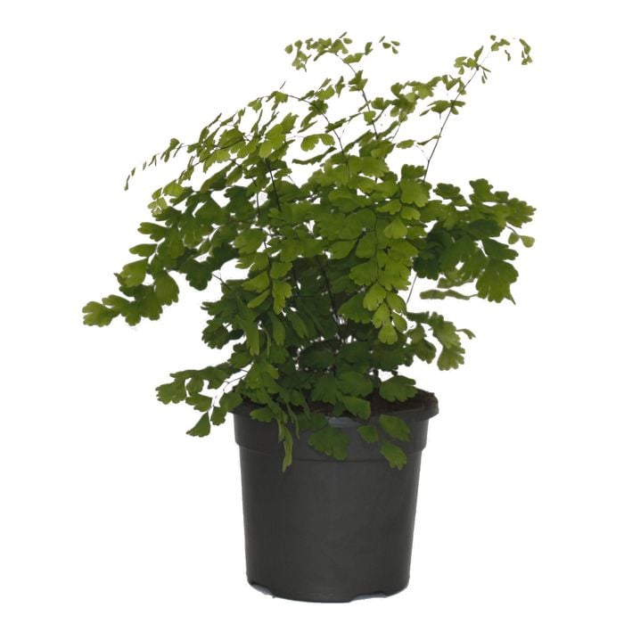 120mm Maidenhair Fern - Adiantum fragrans
